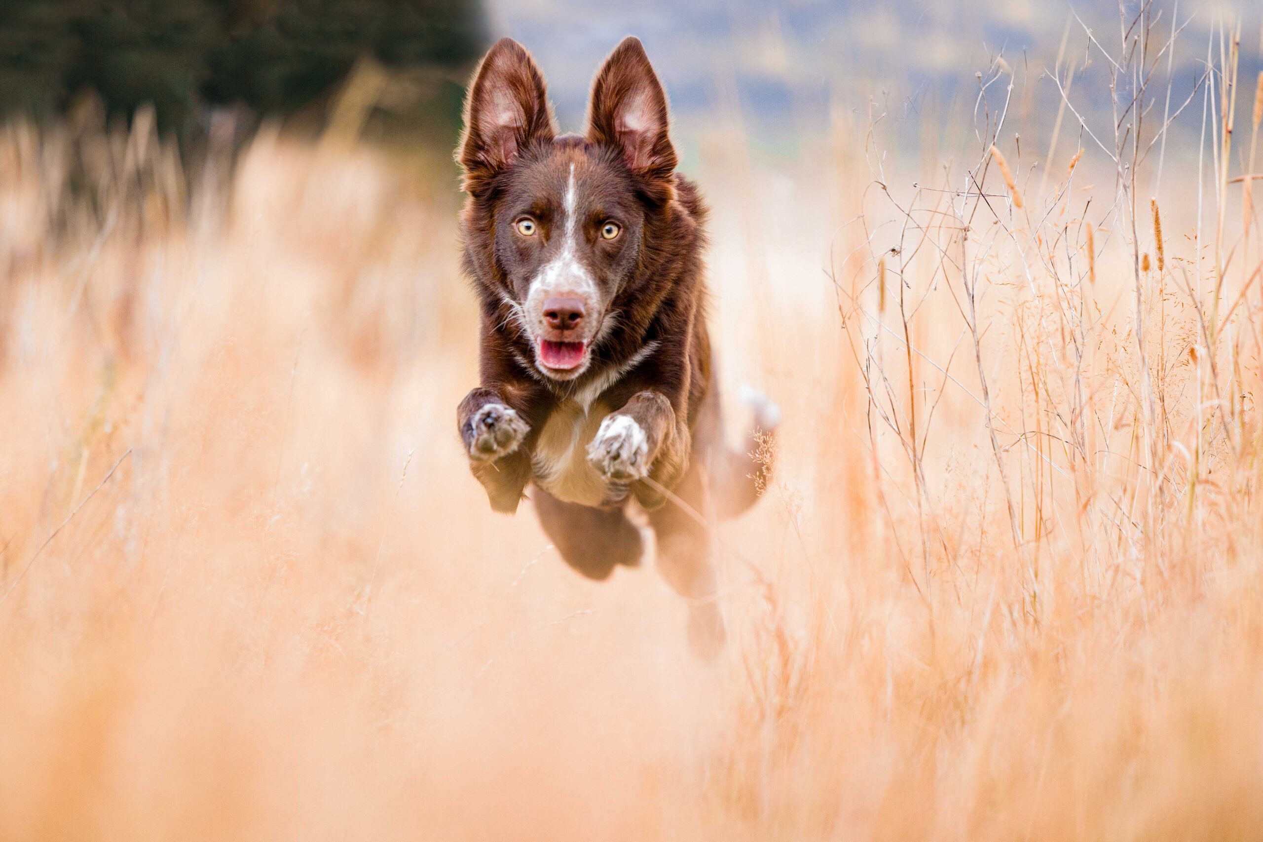 Hund springt durch hohe Wiese