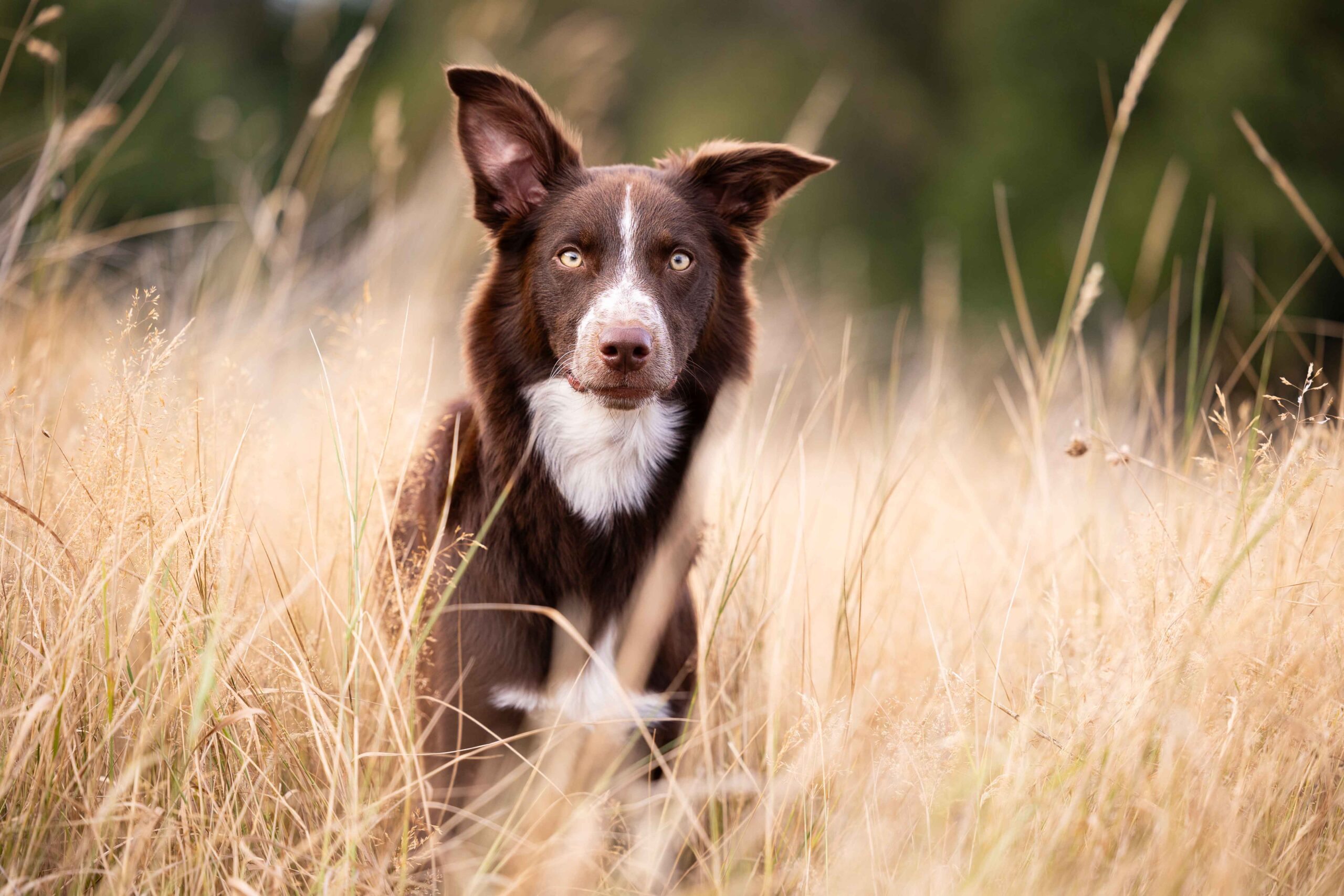 Hund sitzt in hoher Wiese