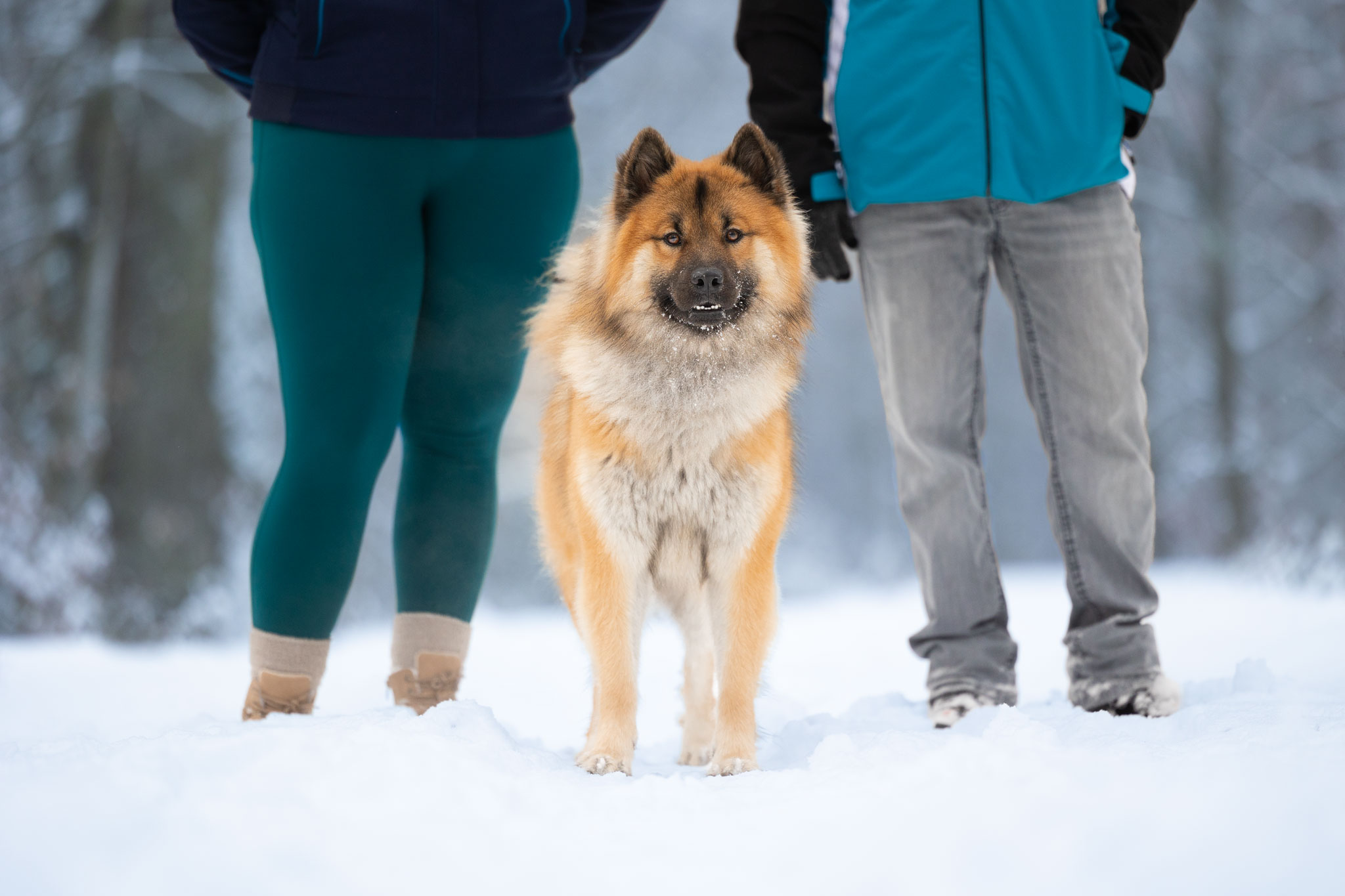 Hund steht zwischen seinen Besitzern und schaut erwartungsvoll in die Kamera.