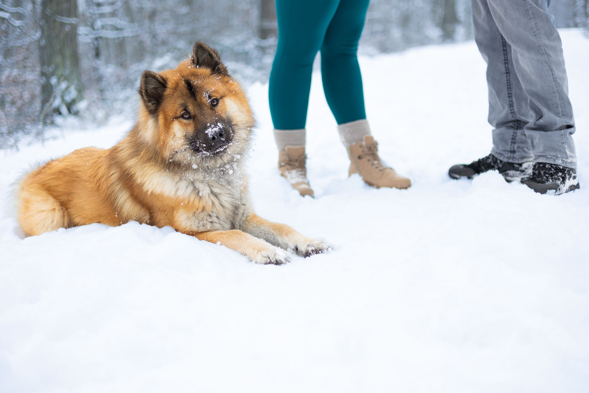 Hund liegt neben seinen Besitzern im Schnee und schaut erwartungsvoll in die Kamera.