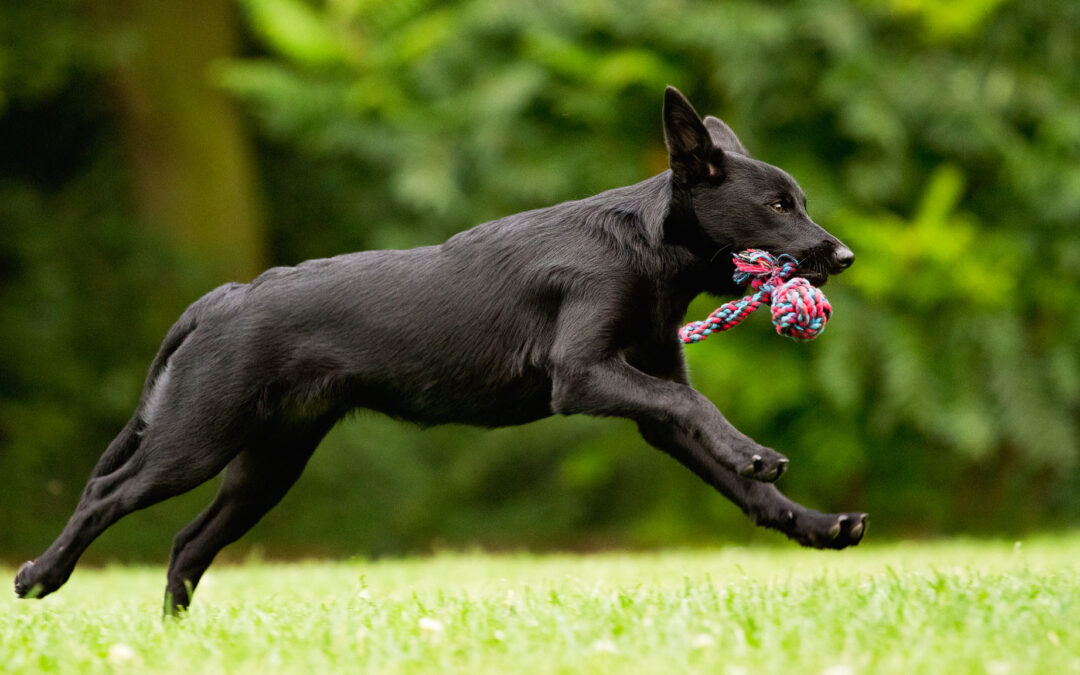 Fotoshooting mit schwarzen Hunden