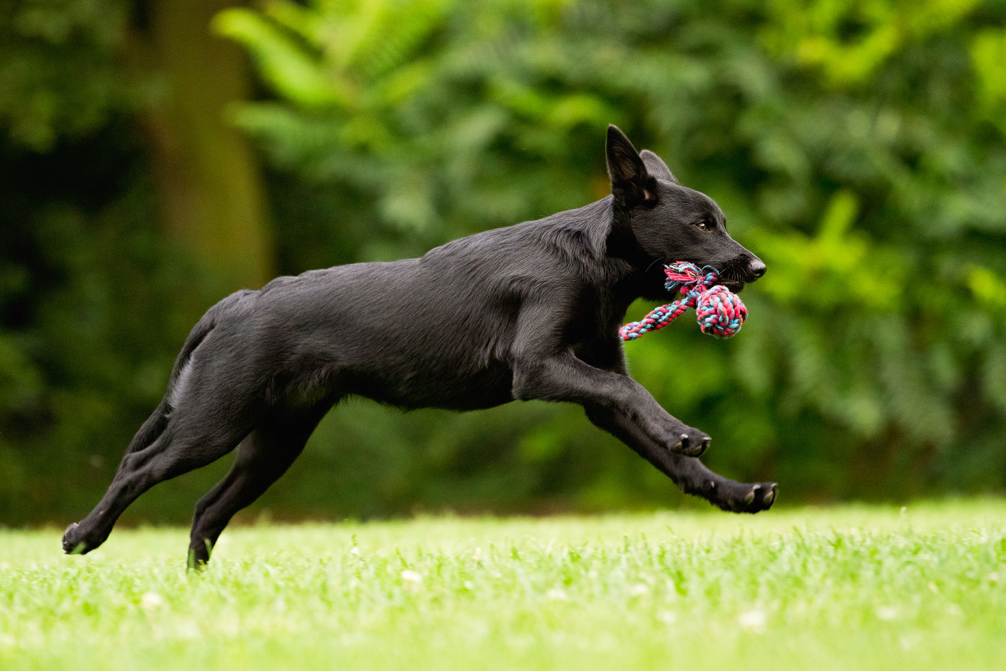 Hund spielt und rennt mit seinem Spielzeug im Mund.