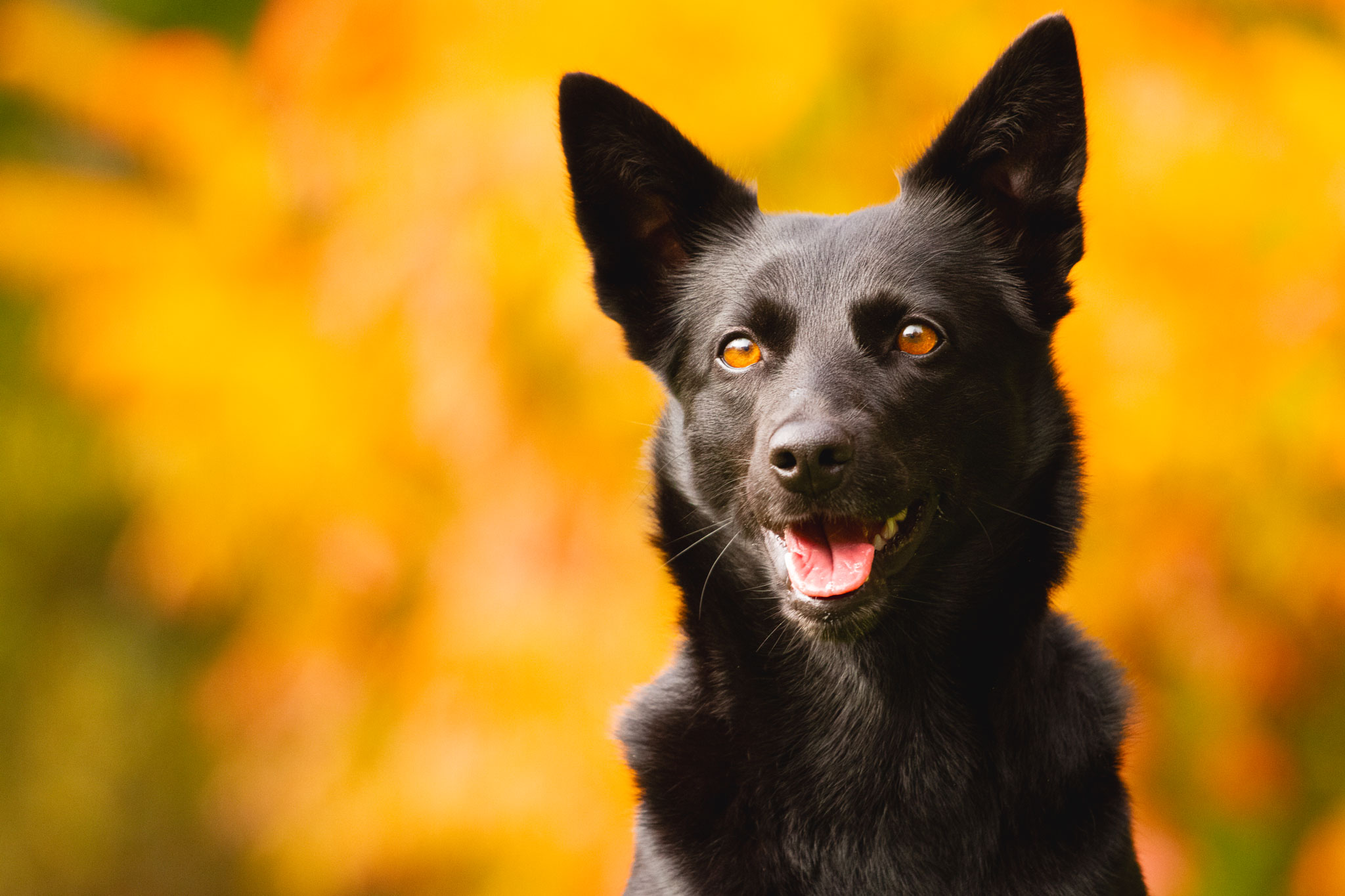 Kopfportrait eines Hundes vor herbstlich bunten Hintergrund.