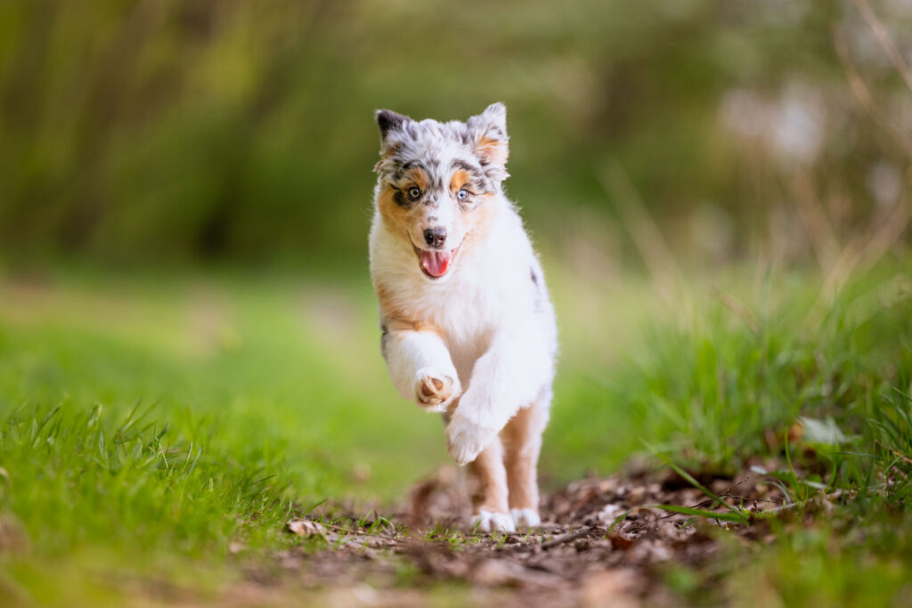 Australian Shepherd Welpe rennt freudig auf einen zu