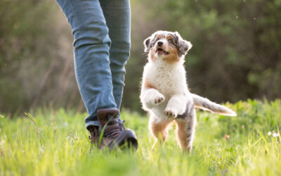 Welpenshooting mit Australian Shepherd Quiana