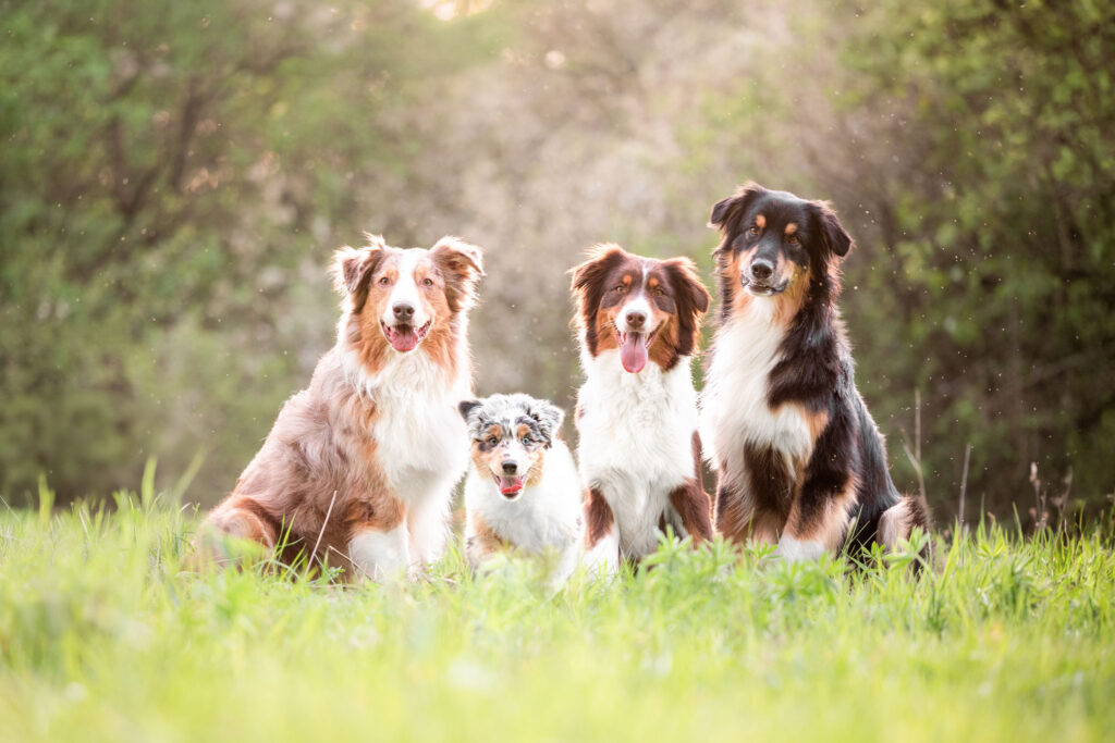 Ein Rudel von vier Australian Shepherds sitzen auf einer Wiese, wobei der Welpe gerade los rennt.