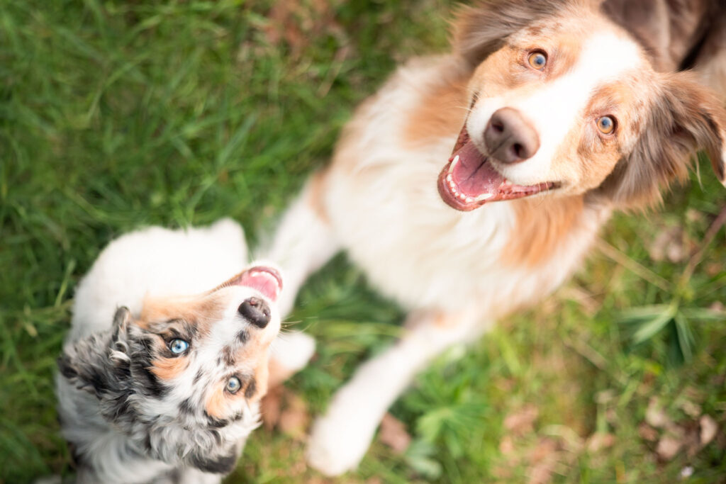 Zwei Australian Shepherds schauen hoch in die Kamera.