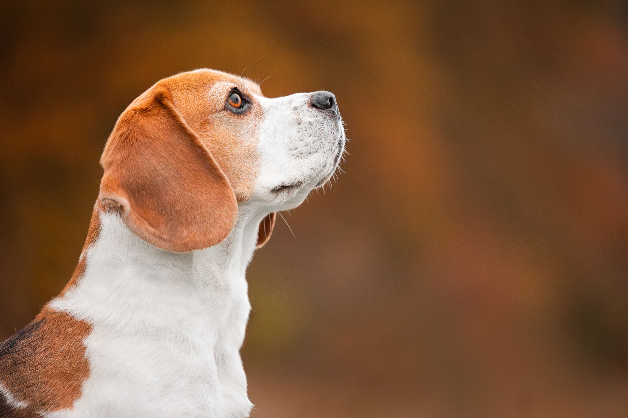 Seitliches Kopfportrait eines Beagles.