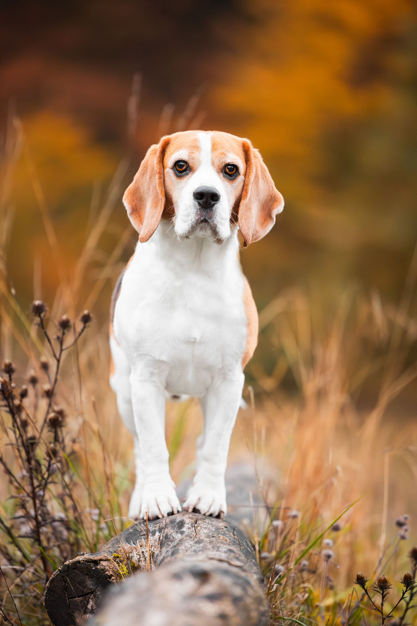 Beagle balanciert auf Baumstamm.