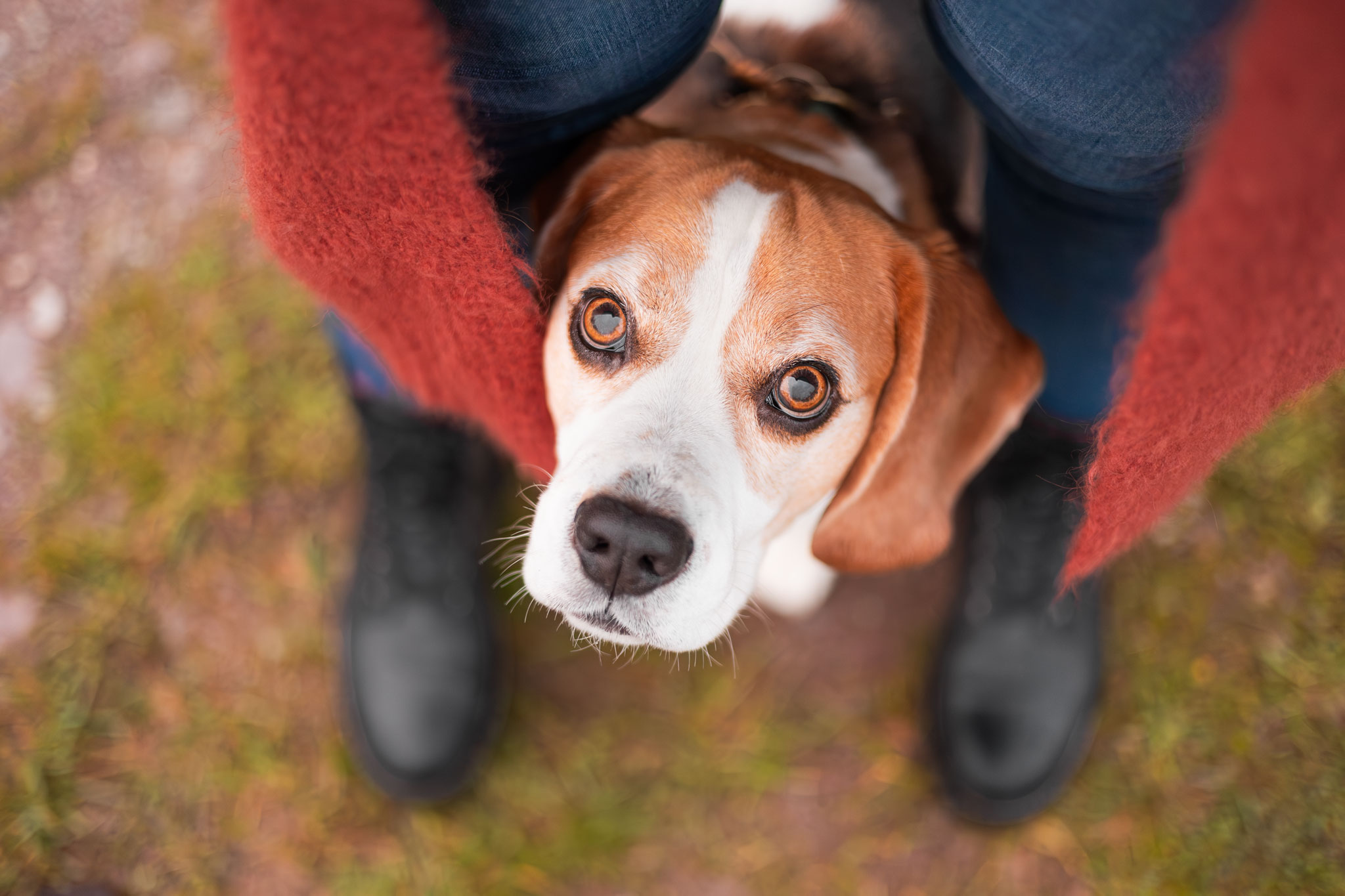 Hund schaut nach oben in die Kamera, während er zwischen Frauchens Beinen steht.