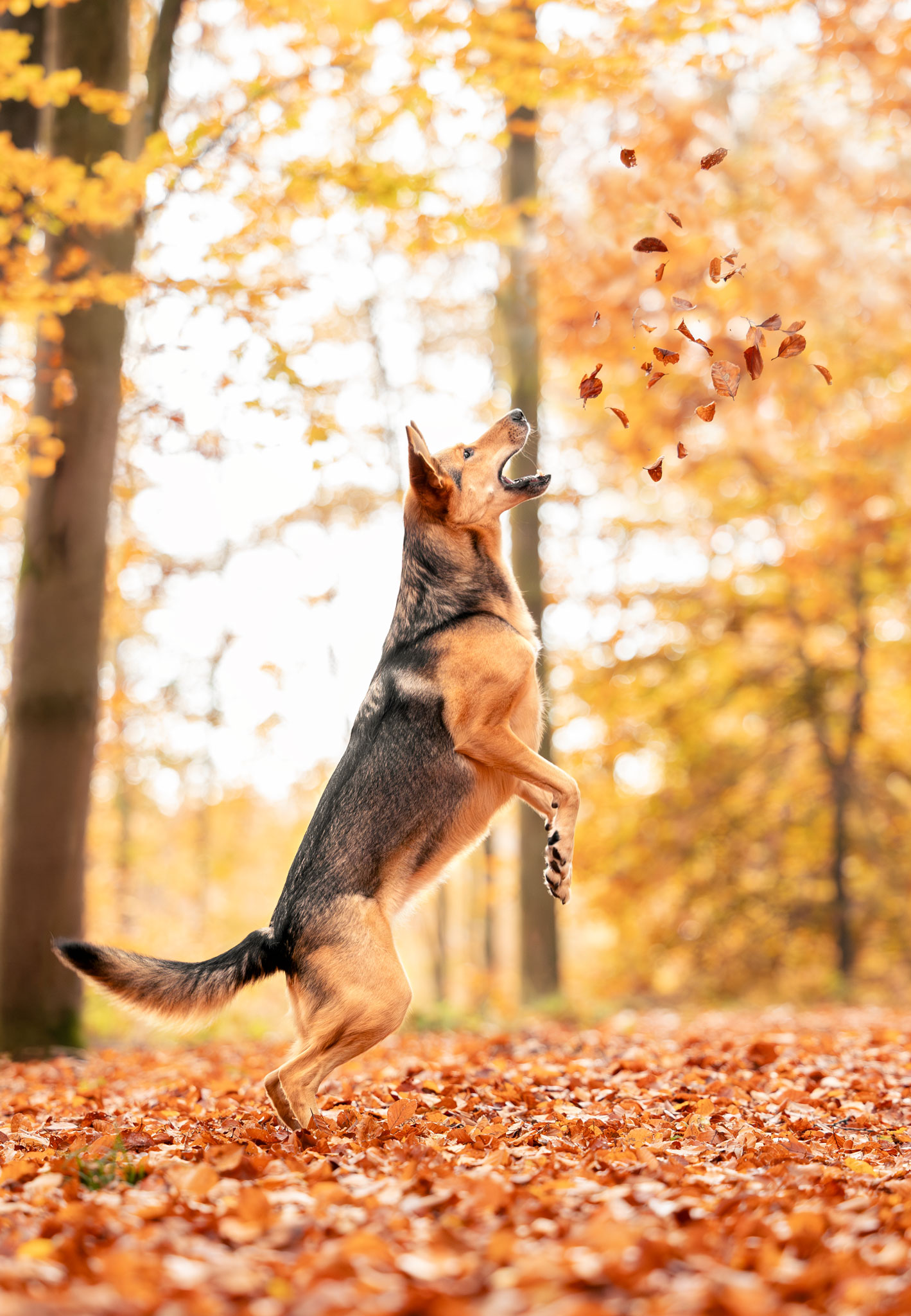 Hund springt und fängt fliegendes Laub