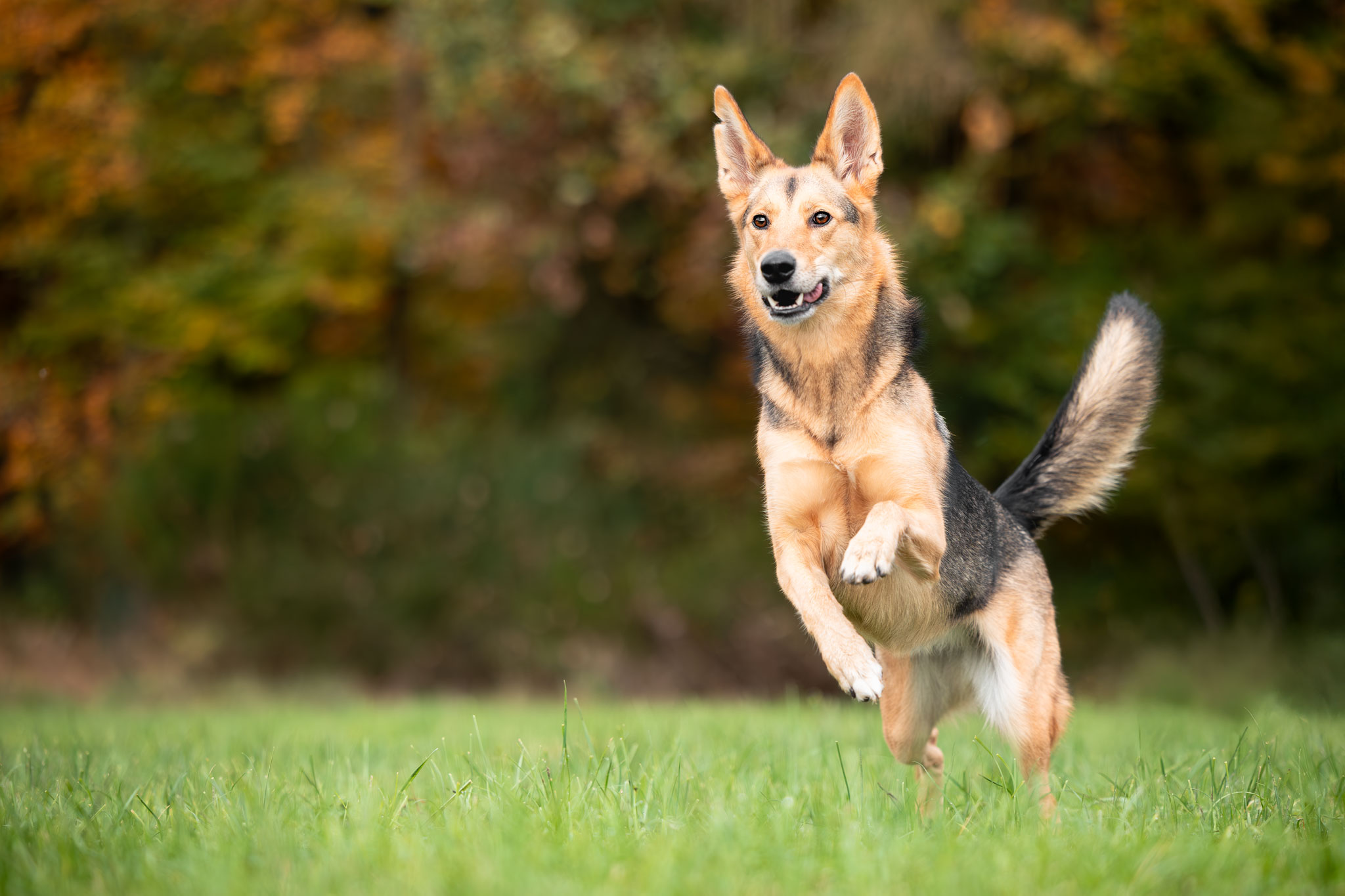 Hund rennt über eine Wiese.